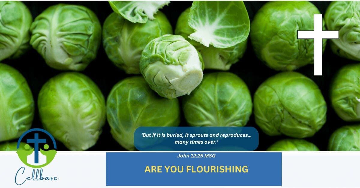 flourishing sprouts